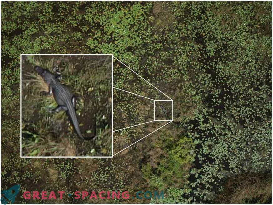 Cómo los drones ayudarán a desentrañar el secreto de los círculos de los cultivos