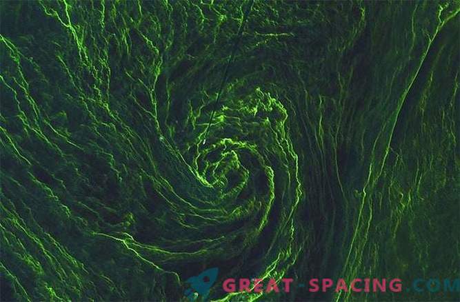 El satélite captura el remolino de algas verdes