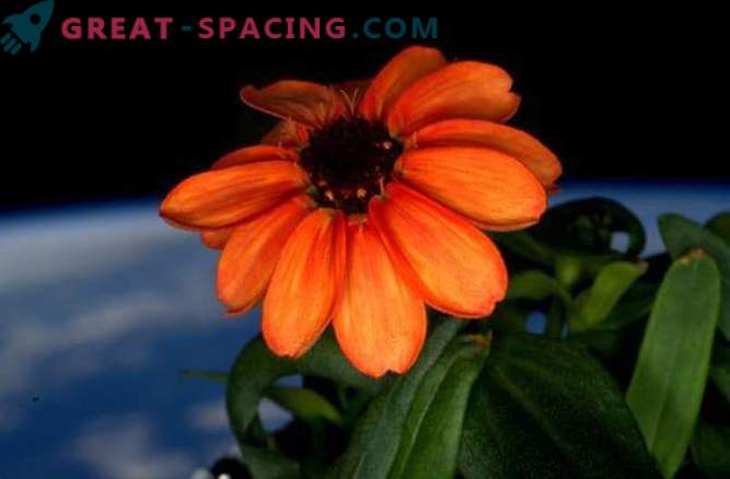 Zinnia floreció a bordo de la ISS