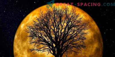 ¿Sabías que los árboles lunares crecen en la Tierra