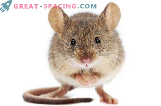 Los ratones en el espacio sufren daño hepático después de dos semanas.